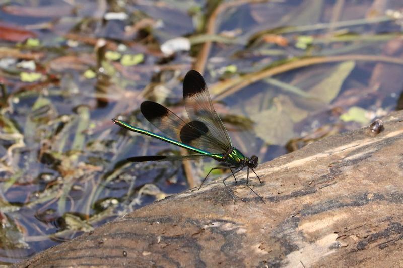 Photo of River Jewelwing