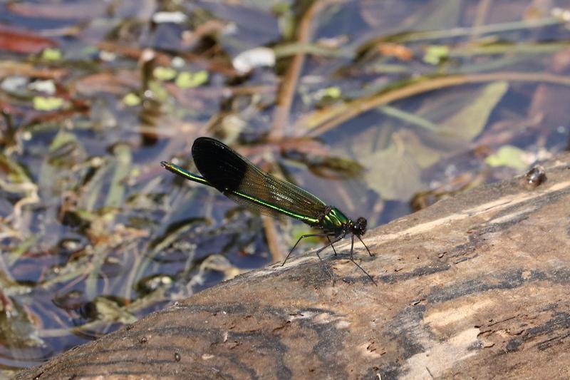 Photo of River Jewelwing