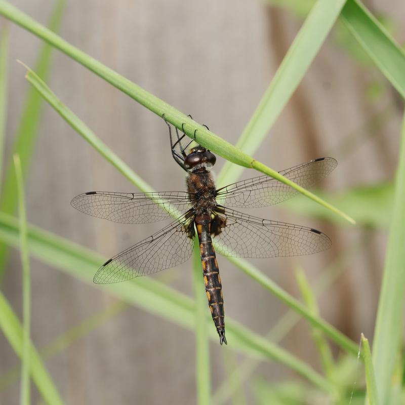 Photo of Common Baskettail