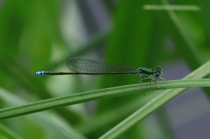 Photo of Sedge Sprite