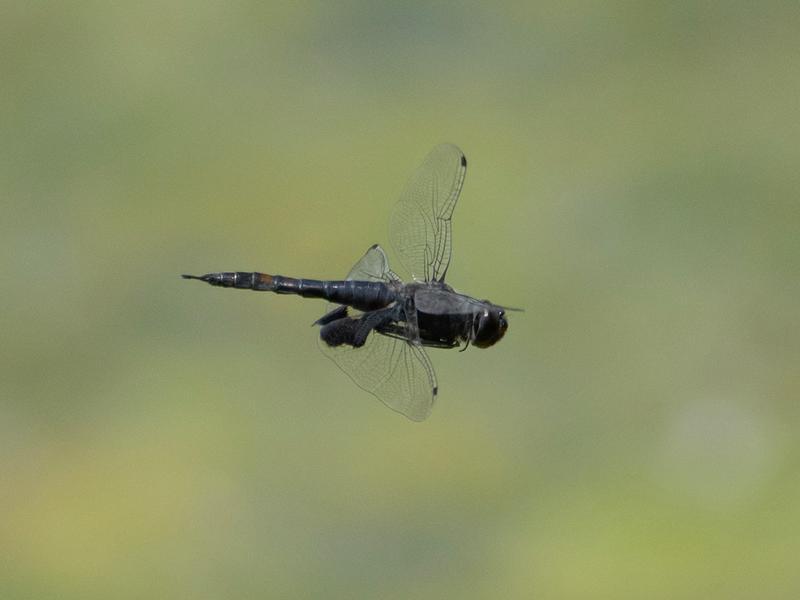 Photo of Black Saddlebags