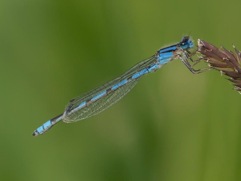Photo of Familiar Bluet