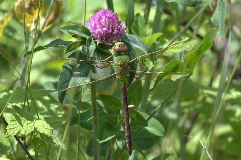 Photo of Common Green Darner