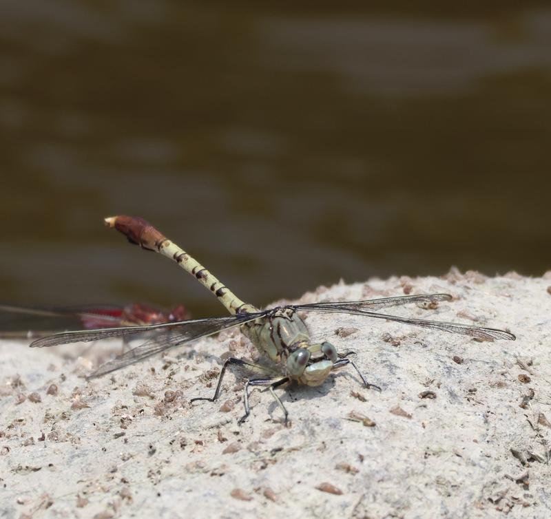 Photo of Jade Clubtail