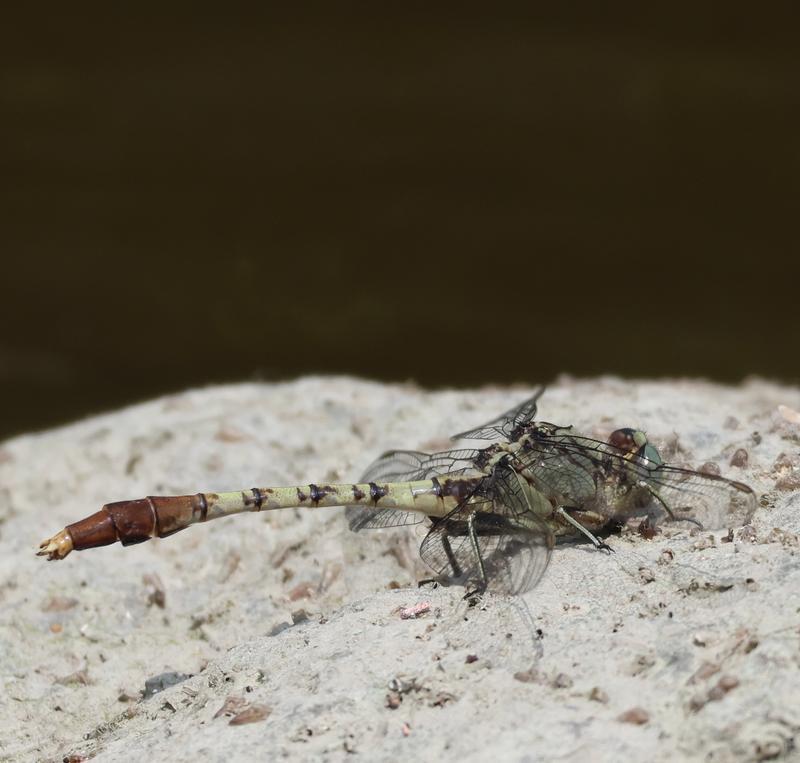 Photo of Jade Clubtail