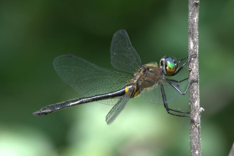 Photo of Racket-tailed Emerald