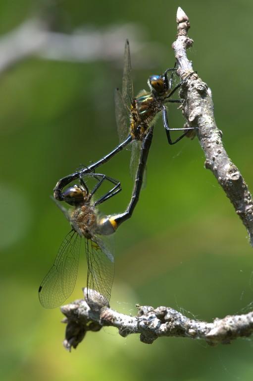 Photo of Racket-tailed Emerald