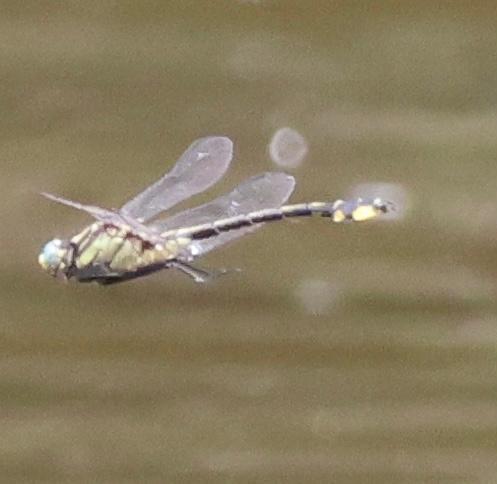 Photo of Midland Clubtail