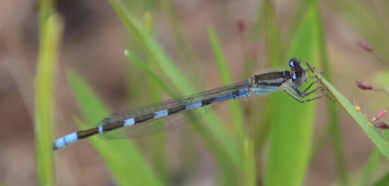 Photo of Tule Bluet