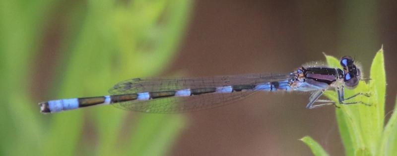 Photo of Tule Bluet