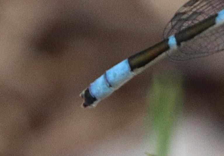 Photo of Tule Bluet