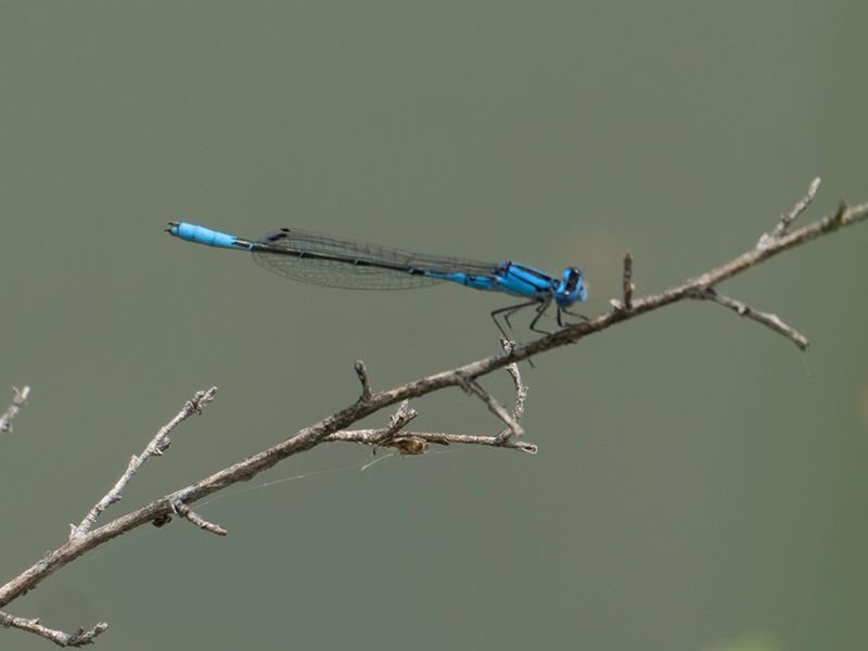 Photo of Azure Bluet