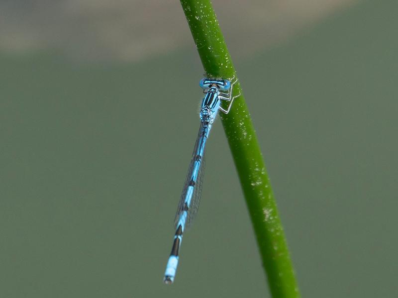 Photo of Double-striped Bluet