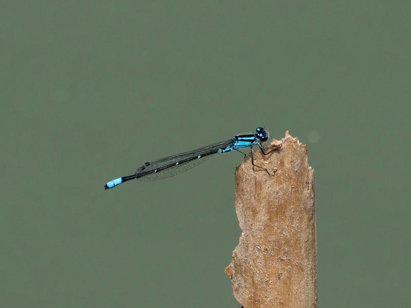 Photo of Skimming Bluet