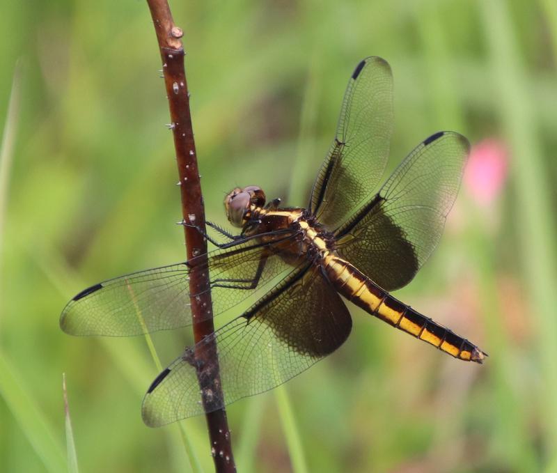 Photo of Widow Skimmer