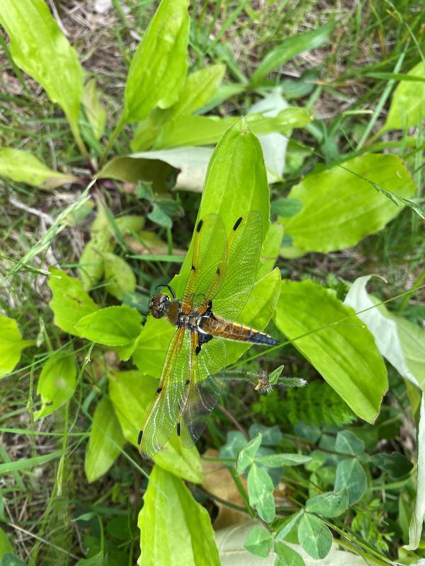 Photo of Four-spotted Skimmer