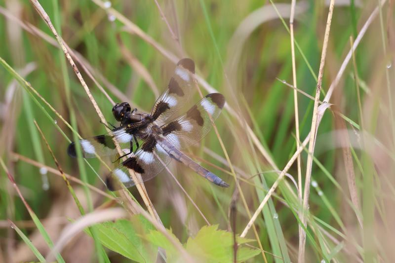 Photo of Twelve-spotted Skimmer