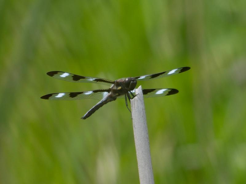 Photo of Twelve-spotted Skimmer