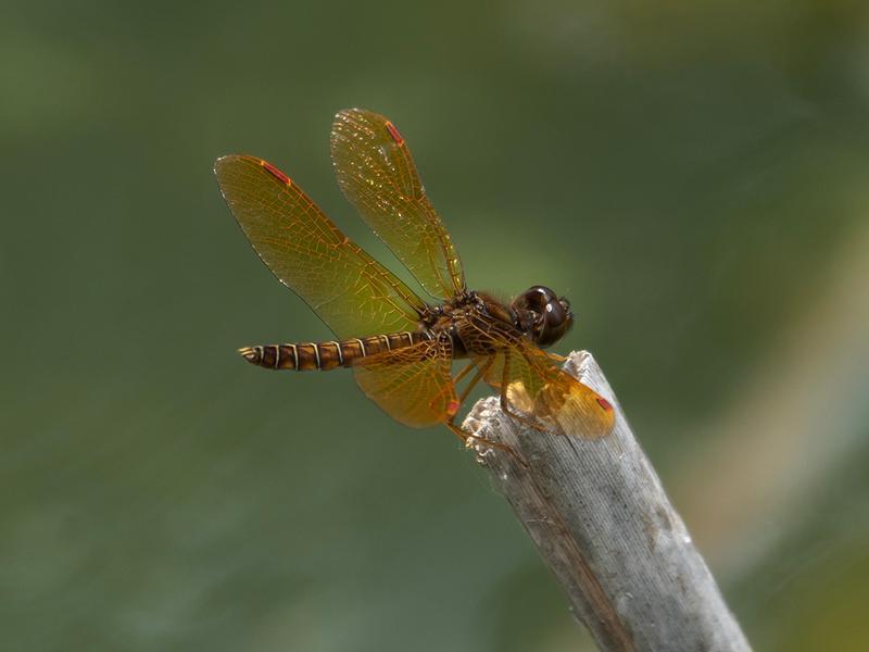 Photo of Eastern Amberwing