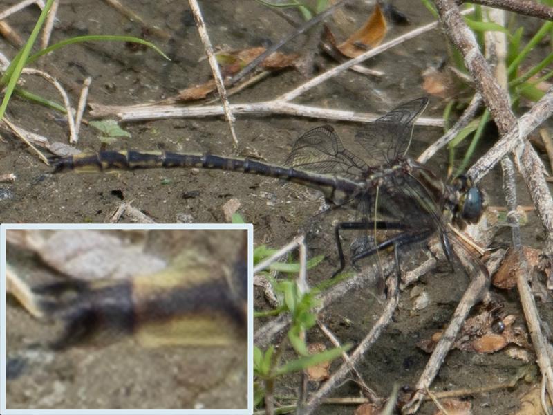 Photo of Dusky Clubtail