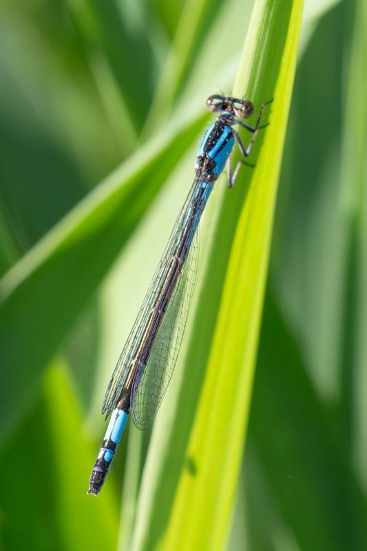 Photo of Azure Bluet