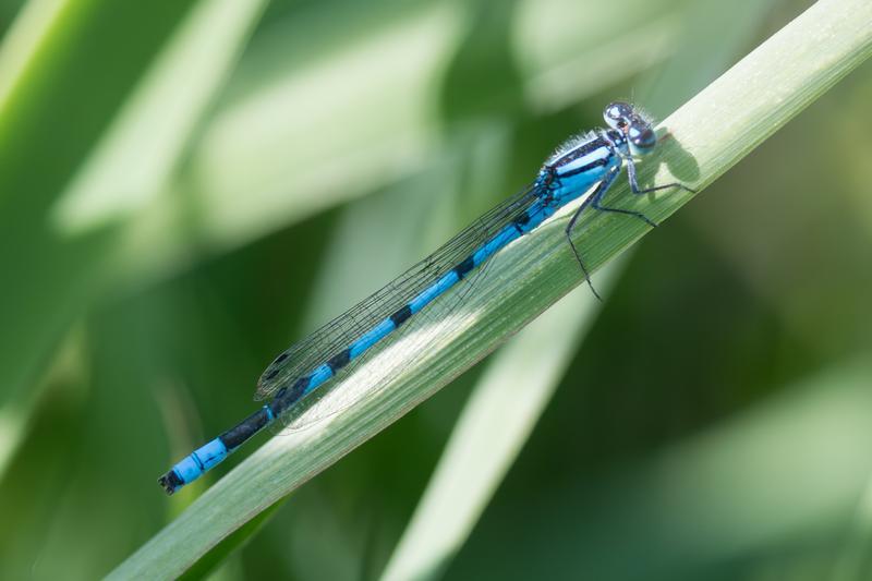 Photo of Marsh Bluet