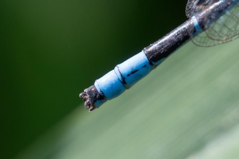 Photo of Marsh Bluet