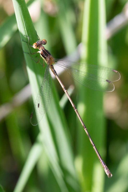 Photo of Slender Spreadwing