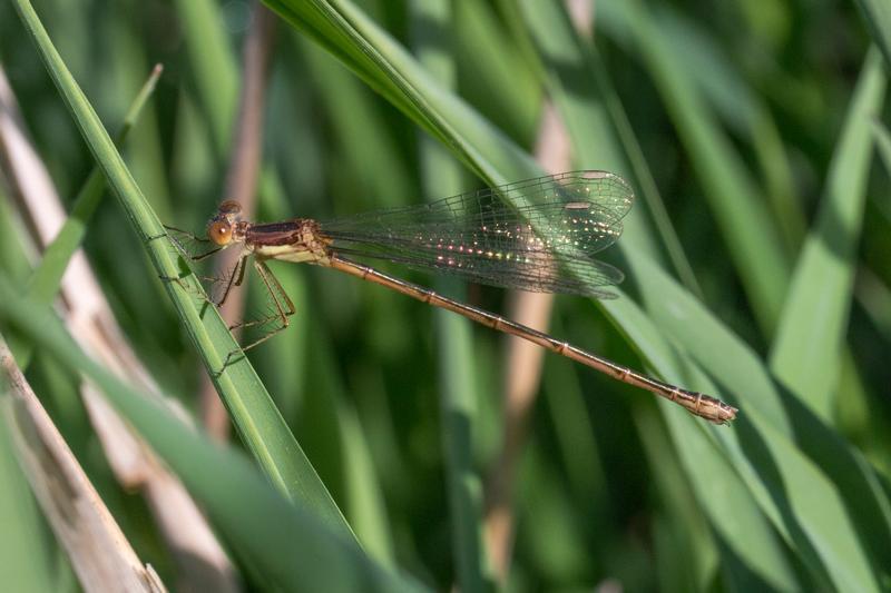 Photo of Slender Spreadwing