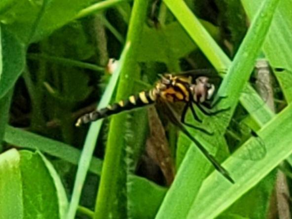 Photo of Elfin Skimmer