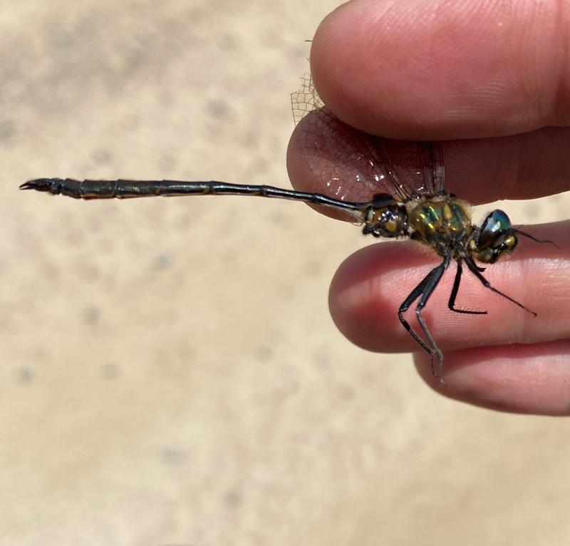 Photo of Delicate Emerald