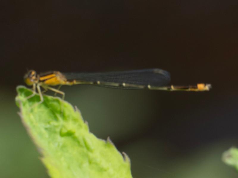 Photo of Orange Bluet
