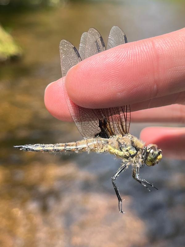 Photo of Four-spotted Skimmer