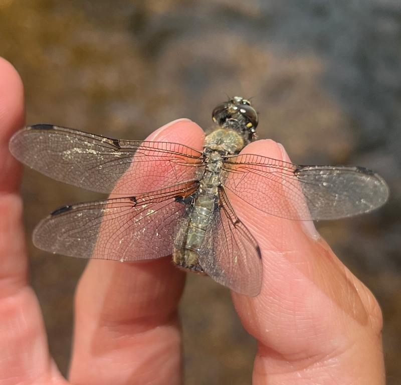 Photo of Four-spotted Skimmer