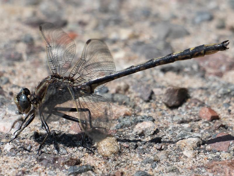 Photo of Dusky Clubtail