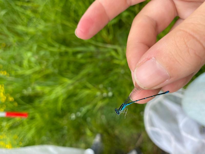 Photo of Stream Bluet
