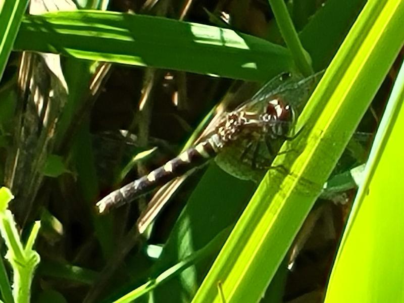 Photo of Elfin Skimmer