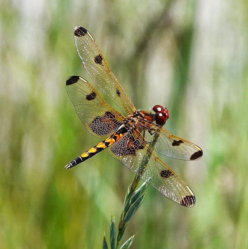 Photo of Calico Pennant