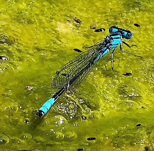 Photo of Azure Bluet