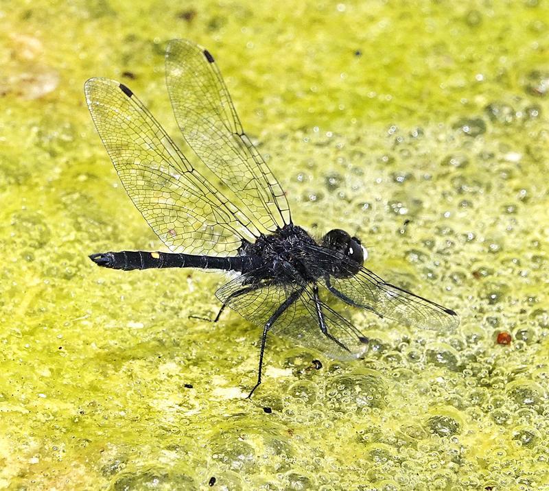 Photo of Dot-tailed Whiteface