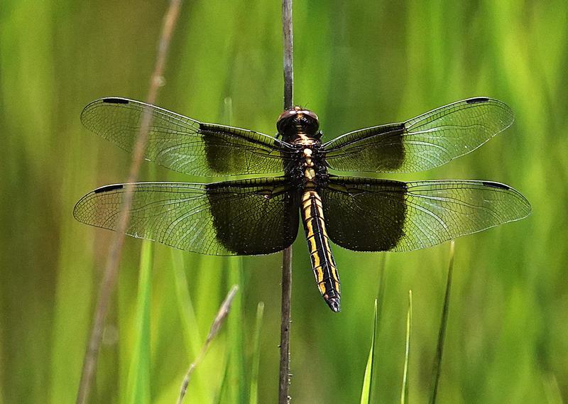 Photo of Widow Skimmer