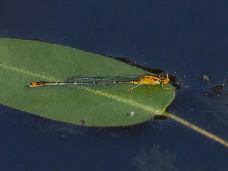 Photo of Orange Bluet