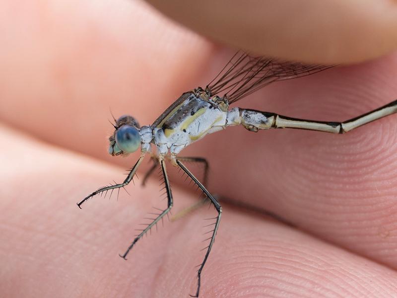 Photo of Lyre-tipped Spreadwing