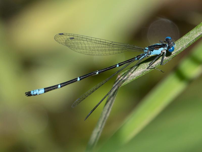 Photo of Aurora Damsel