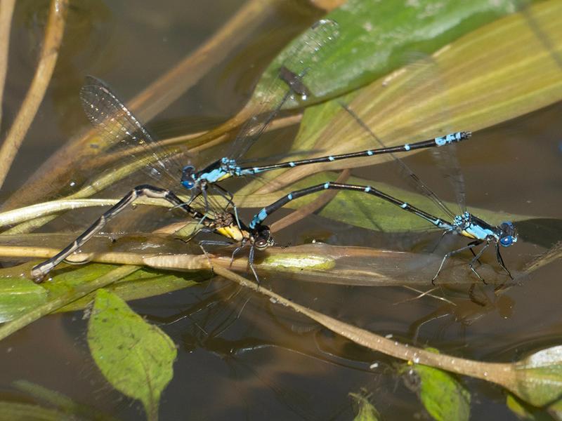 Photo of Aurora Damsel