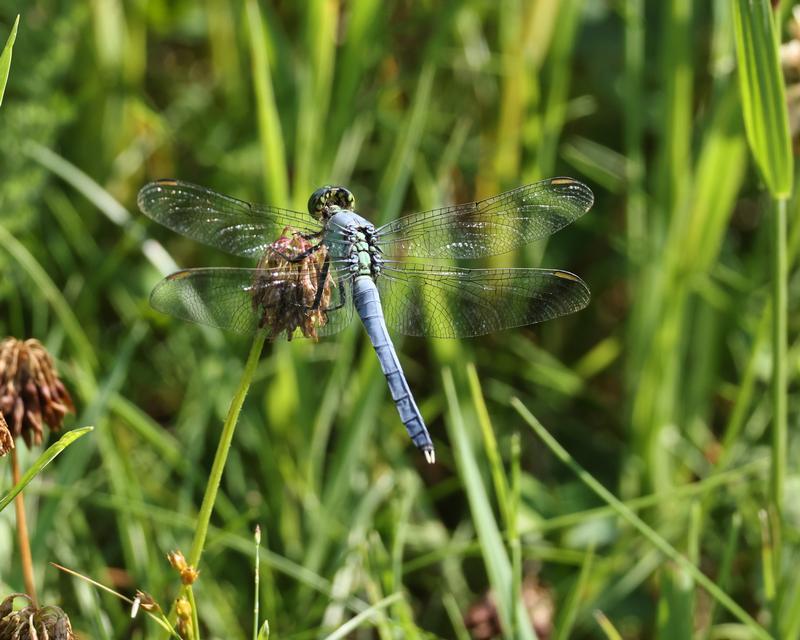 Photo of Eastern Pondhawk