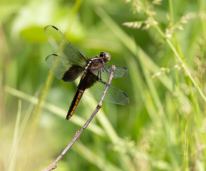 Photo of Widow Skimmer