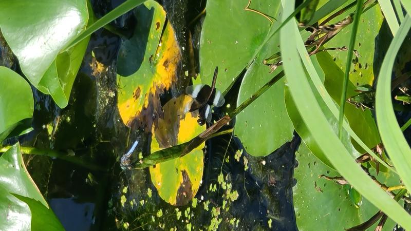 Photo of Widow Skimmer