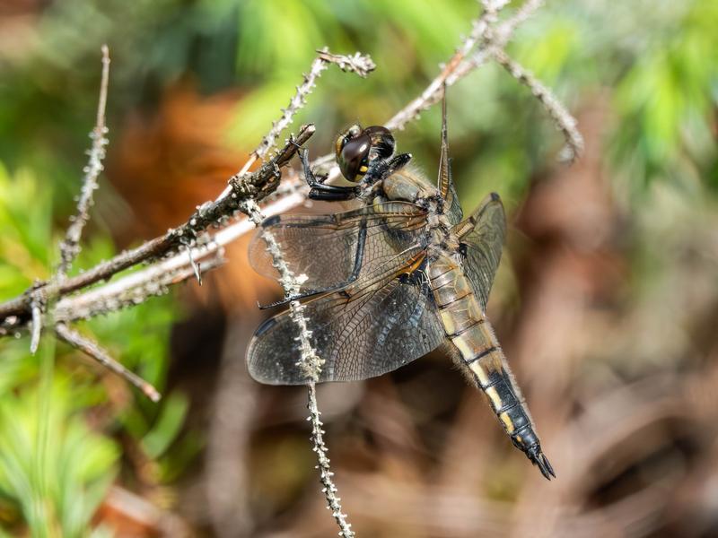 Photo of Four-spotted Skimmer