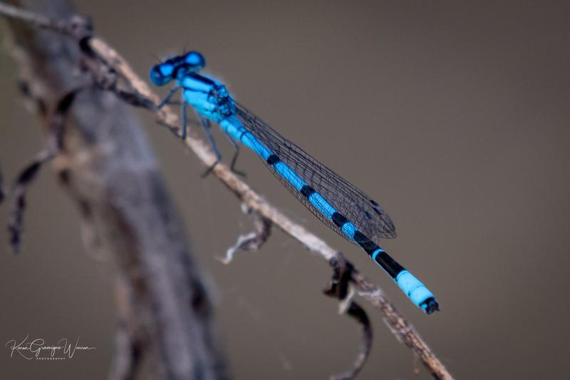 Photo of Northern Bluet